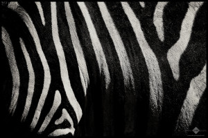 Stripes