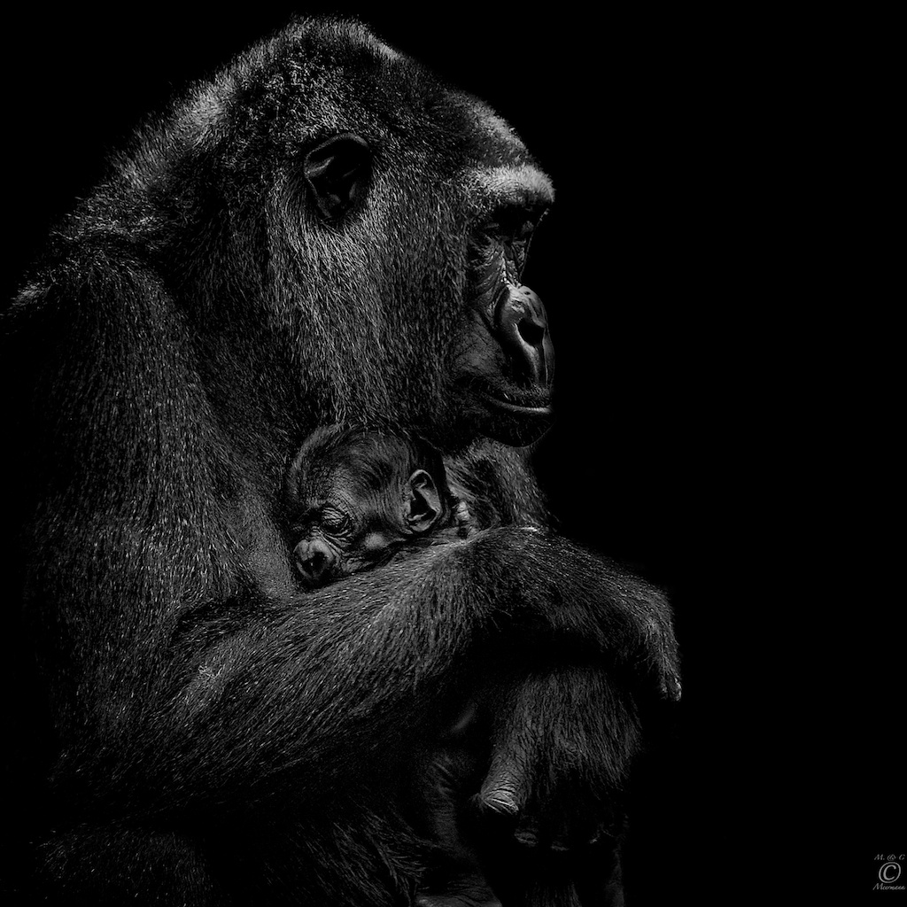 Mutterliebe (Tiere im Rampenlicht) - Christian Meermann Photography