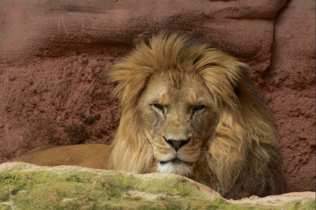 blurrylion