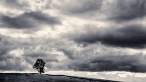 Lonely Tree (B&W version)