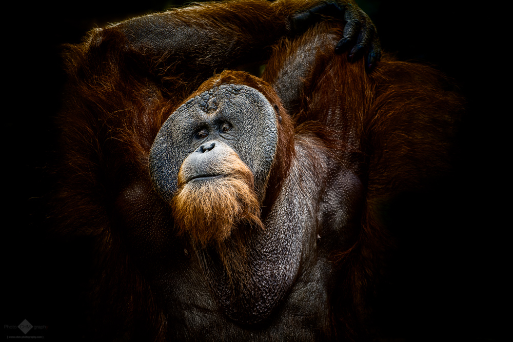 Orang Utans