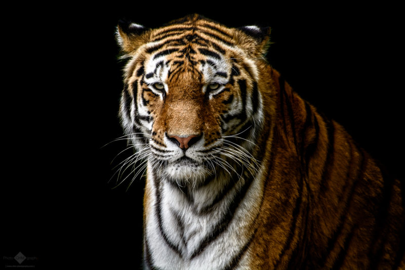 The Tiger– A portrait of a tiger on black background