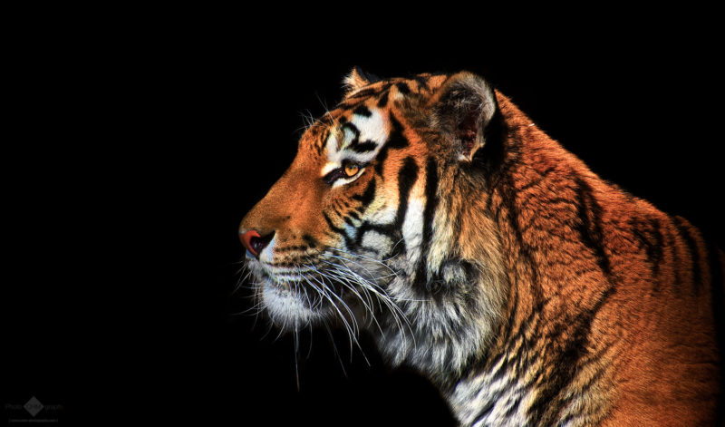 Tiger Portrait on black background