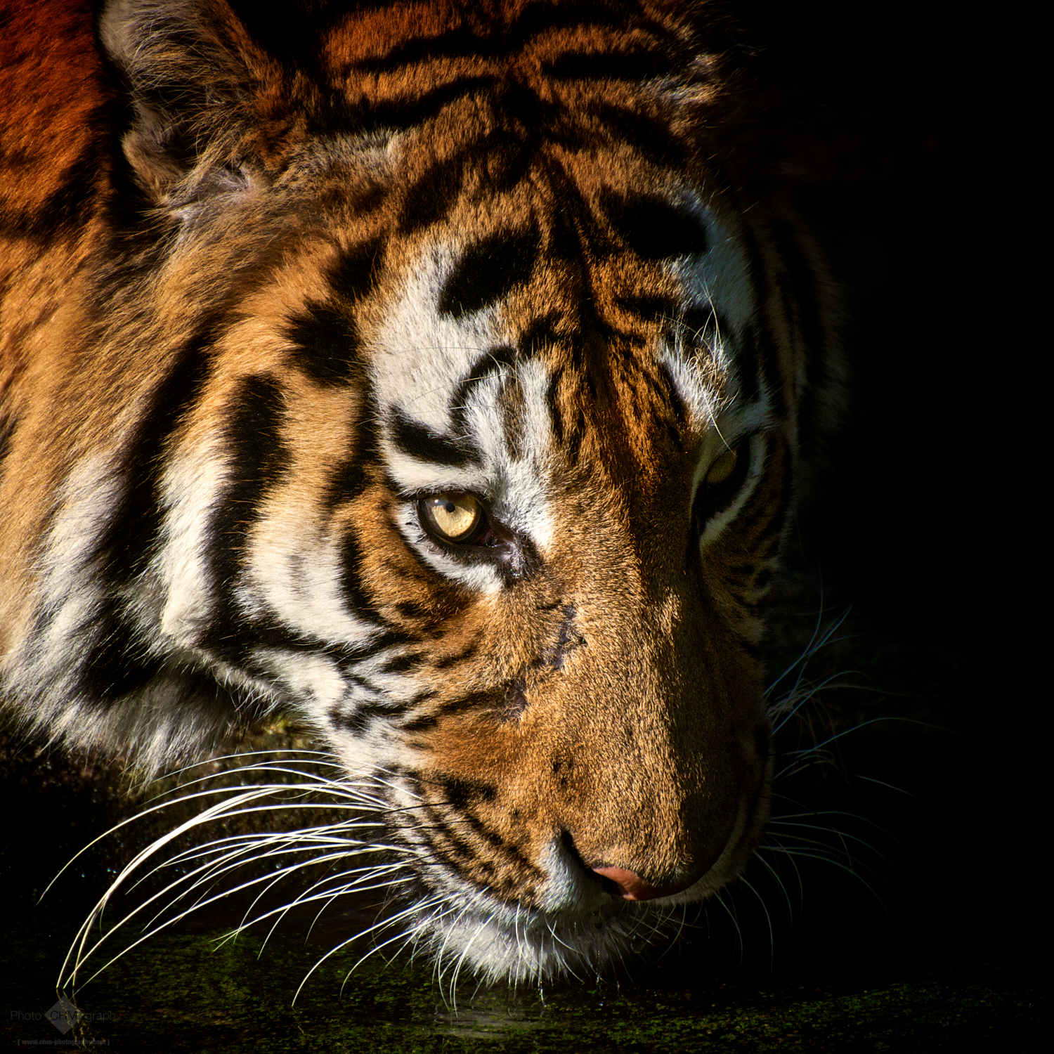 Drinking Tiger Portrait