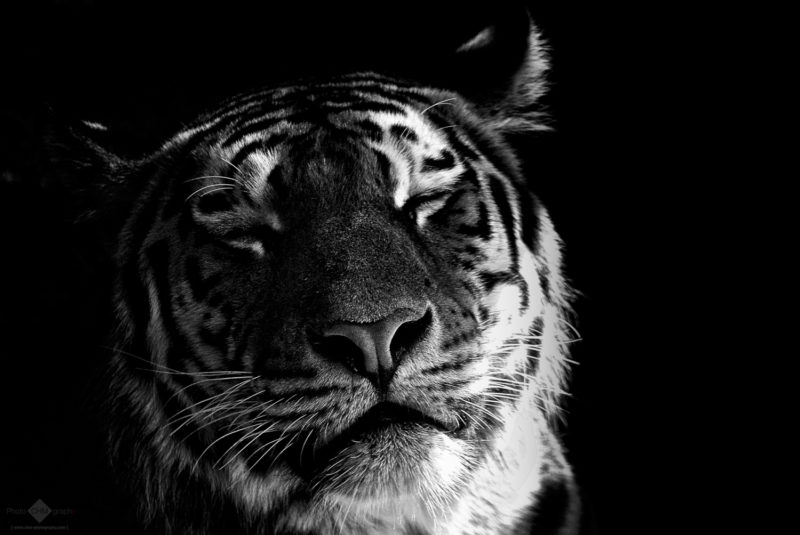 Portrait of a cute tiger in black & white saying, "If you kiss me now, I'll let you count all my stripes".