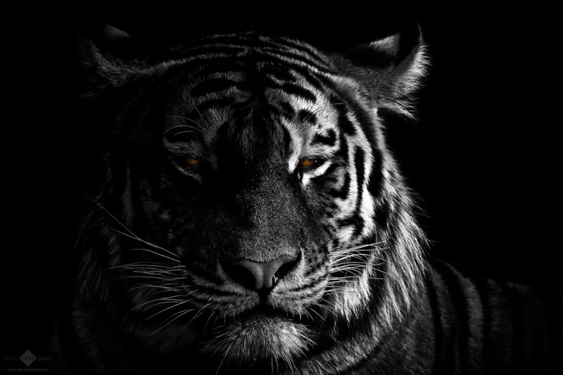 A portrait of a tiger on black background, lit from the side, with colorful eyes.