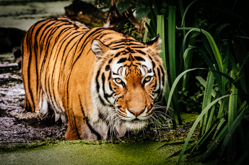 Tiger in The water – A portrait of a tiger in the water moving towards the viewer.