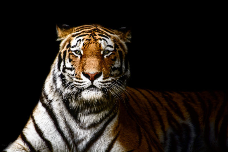Tiger Sphinx – A portrait of a Tiger on black background