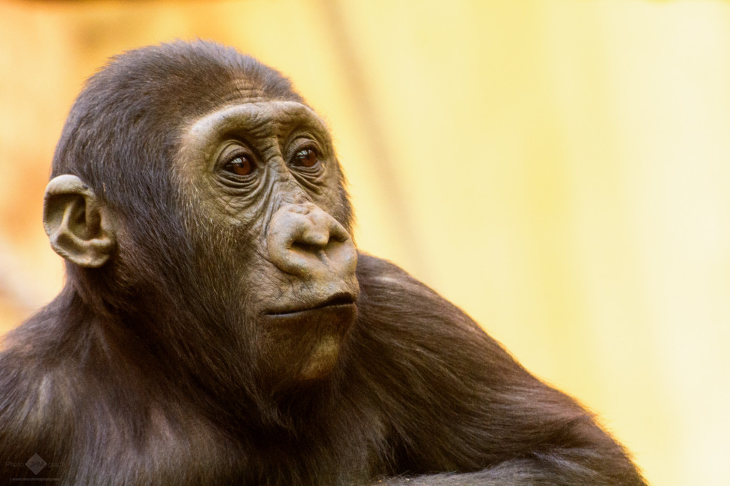 Little Ape Original