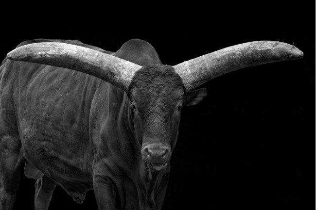 Watusi_step2