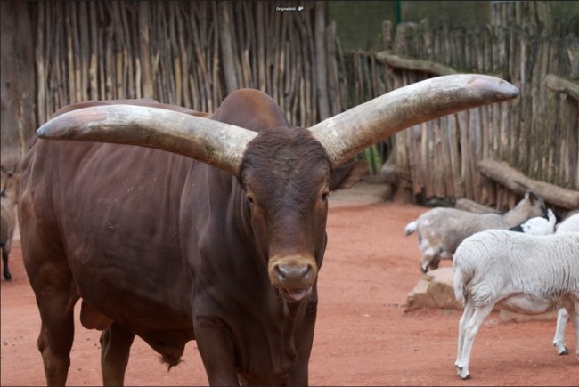 Watusi_original