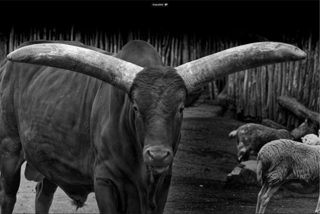 Watusi_step1