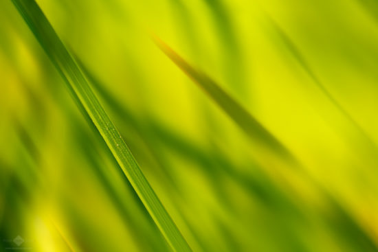 This is the image with a blur effect applied using the gradient tool. Click for a larger version.