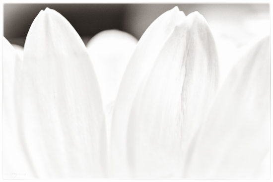 Gerbera