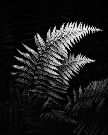 Fern