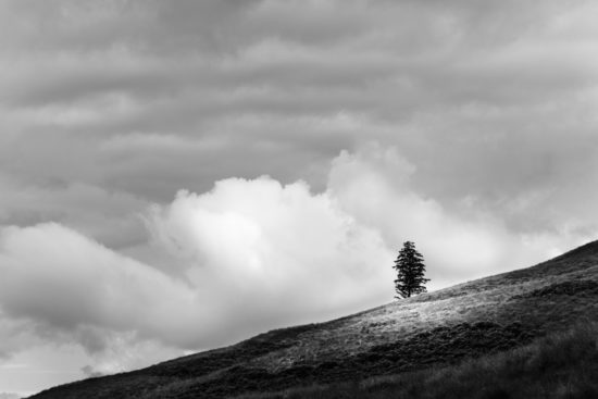 Lonely Tree