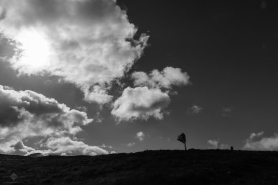 Lone Tree