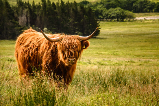 Highland Cattle