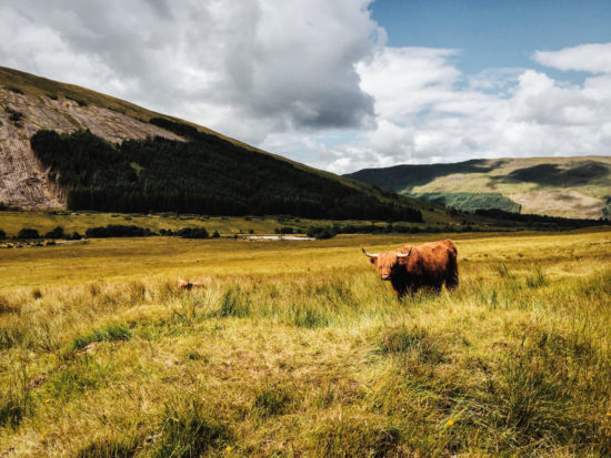 Highland Cattle