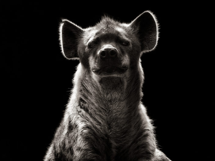 Other Animals