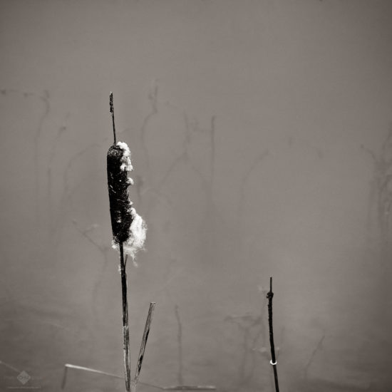 Aquatic Plant
