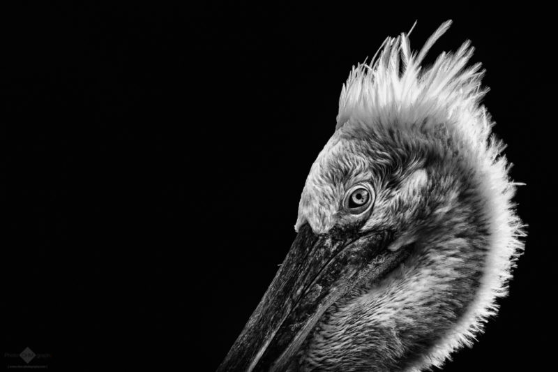 Pelican