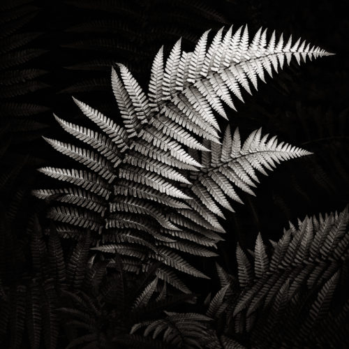 Fern