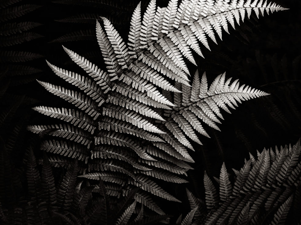 Fern
