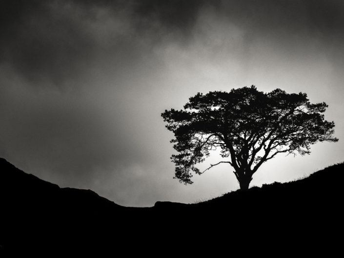 Lone Tree