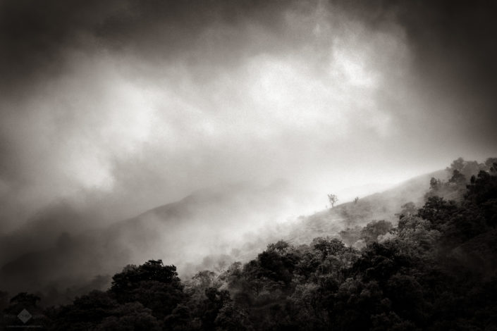 Trees in the mist (Síd #2)