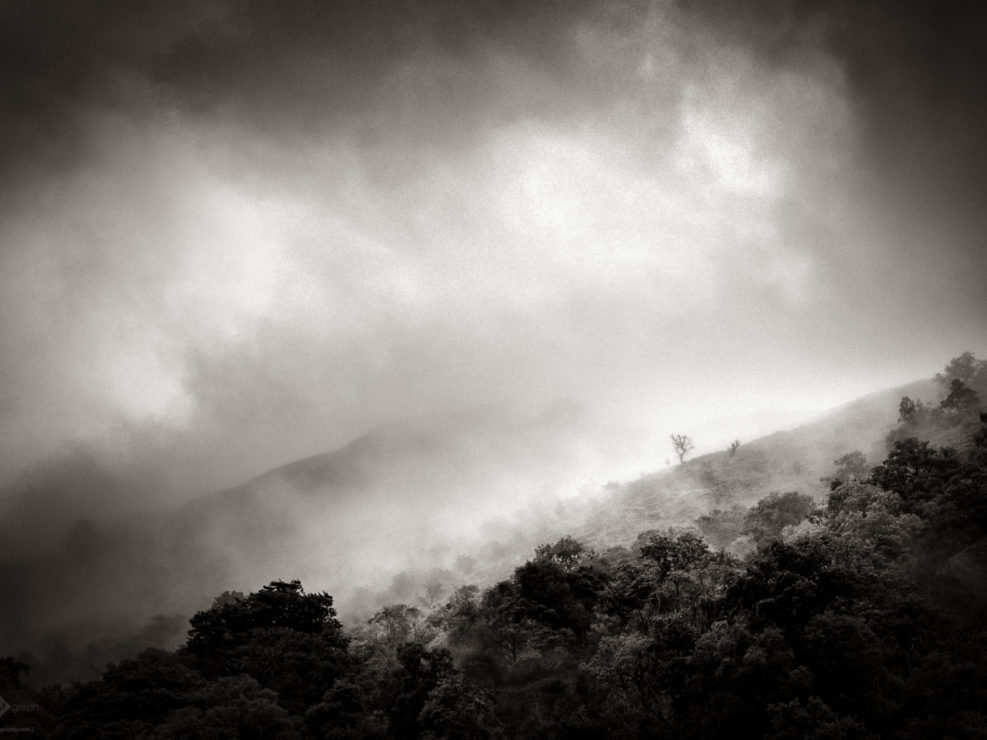Trees in the mist (Síd #2)