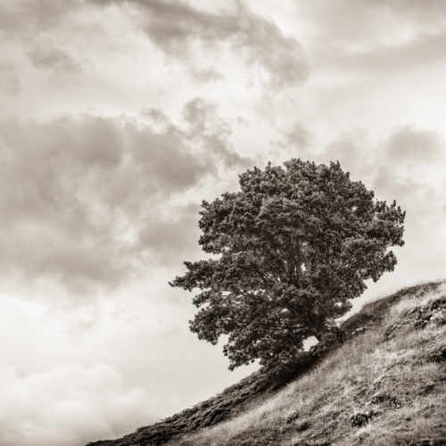Tree on the hill