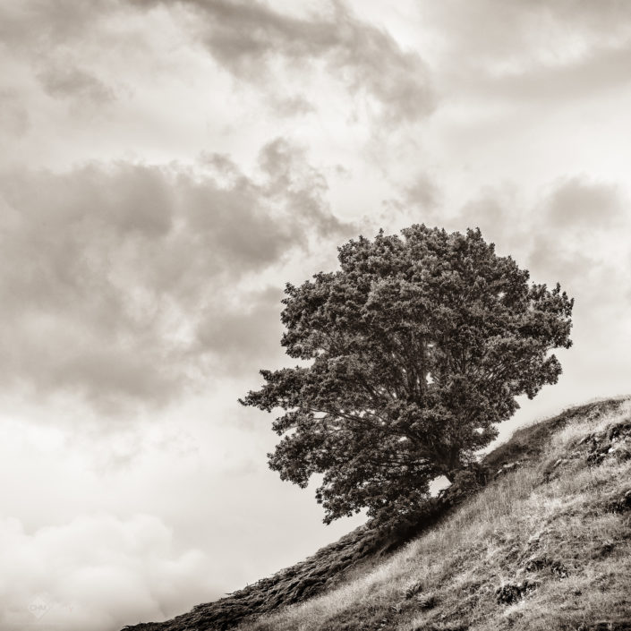 Tree on the hill