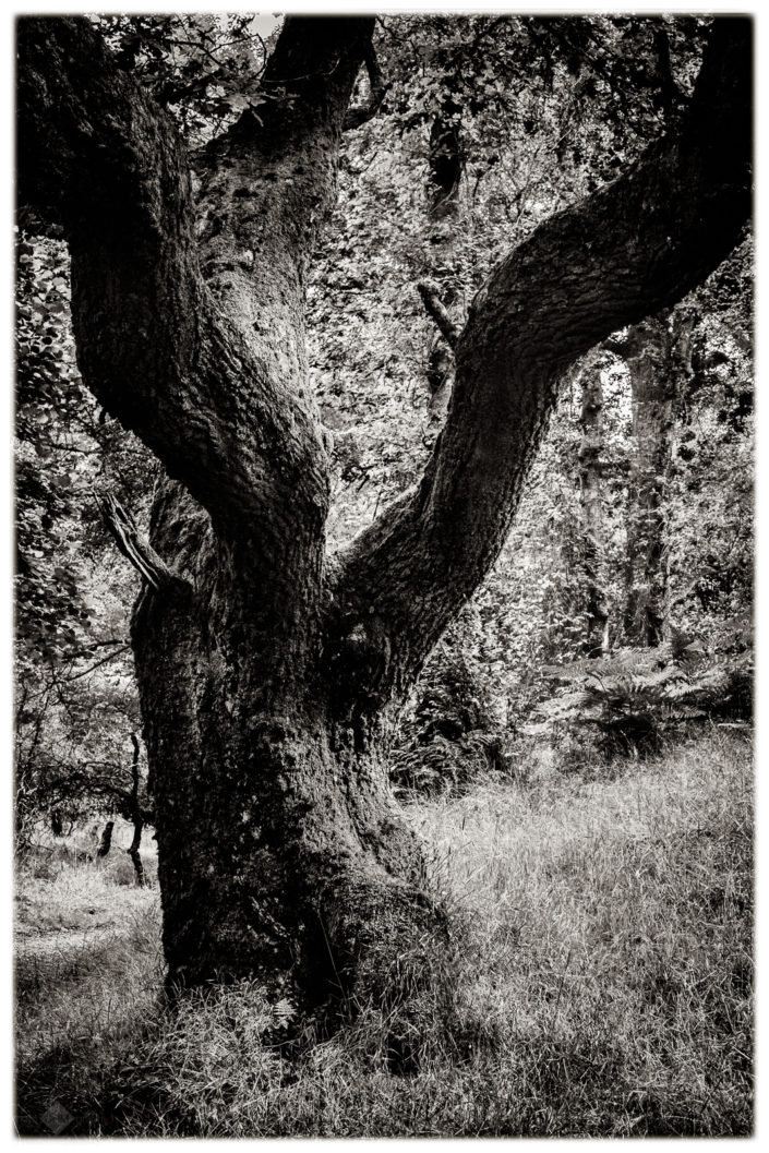 Tree in The Mugdock Country Park