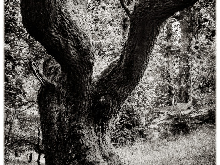 Tree in The Mugdock Country Park