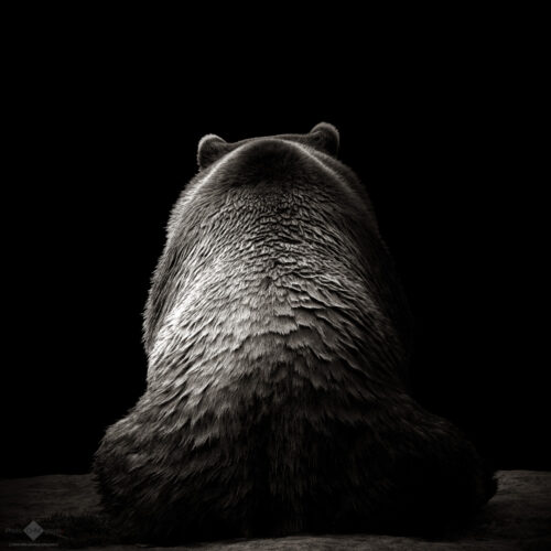 Kamchatka Bear