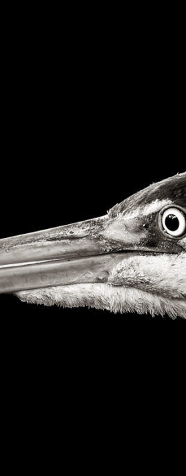 Birds in Black And White