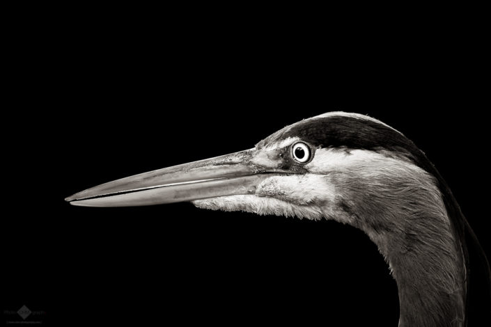 Birds in Black And White