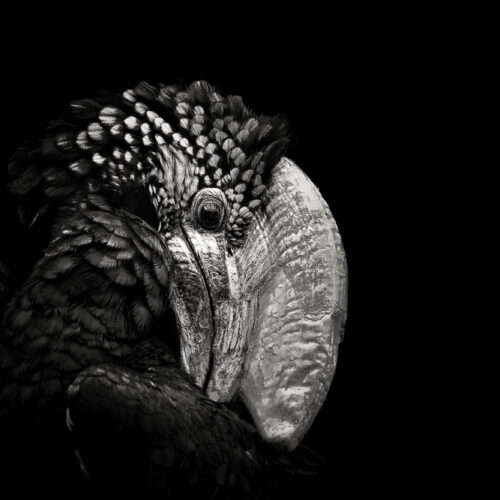Silvery-cheeked hornbill