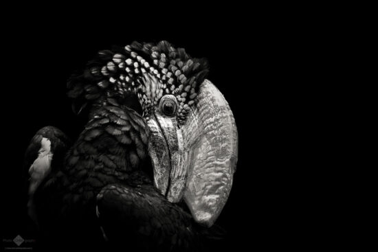 Silvery-cheeked hornbill