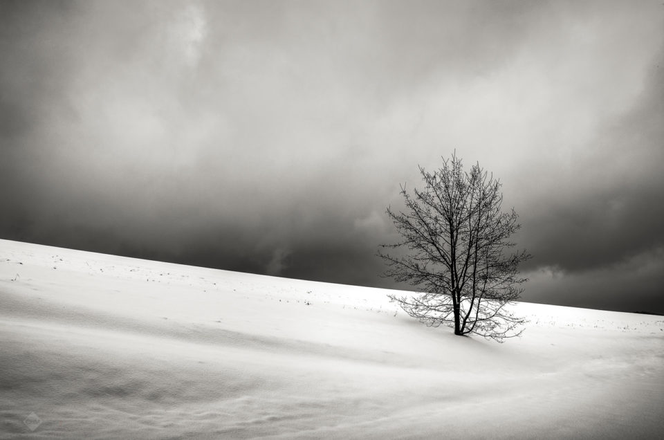 Winter Tree