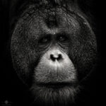 Orang Utan