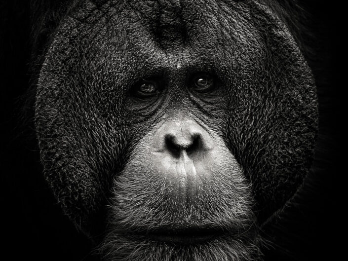 Orang Utan
