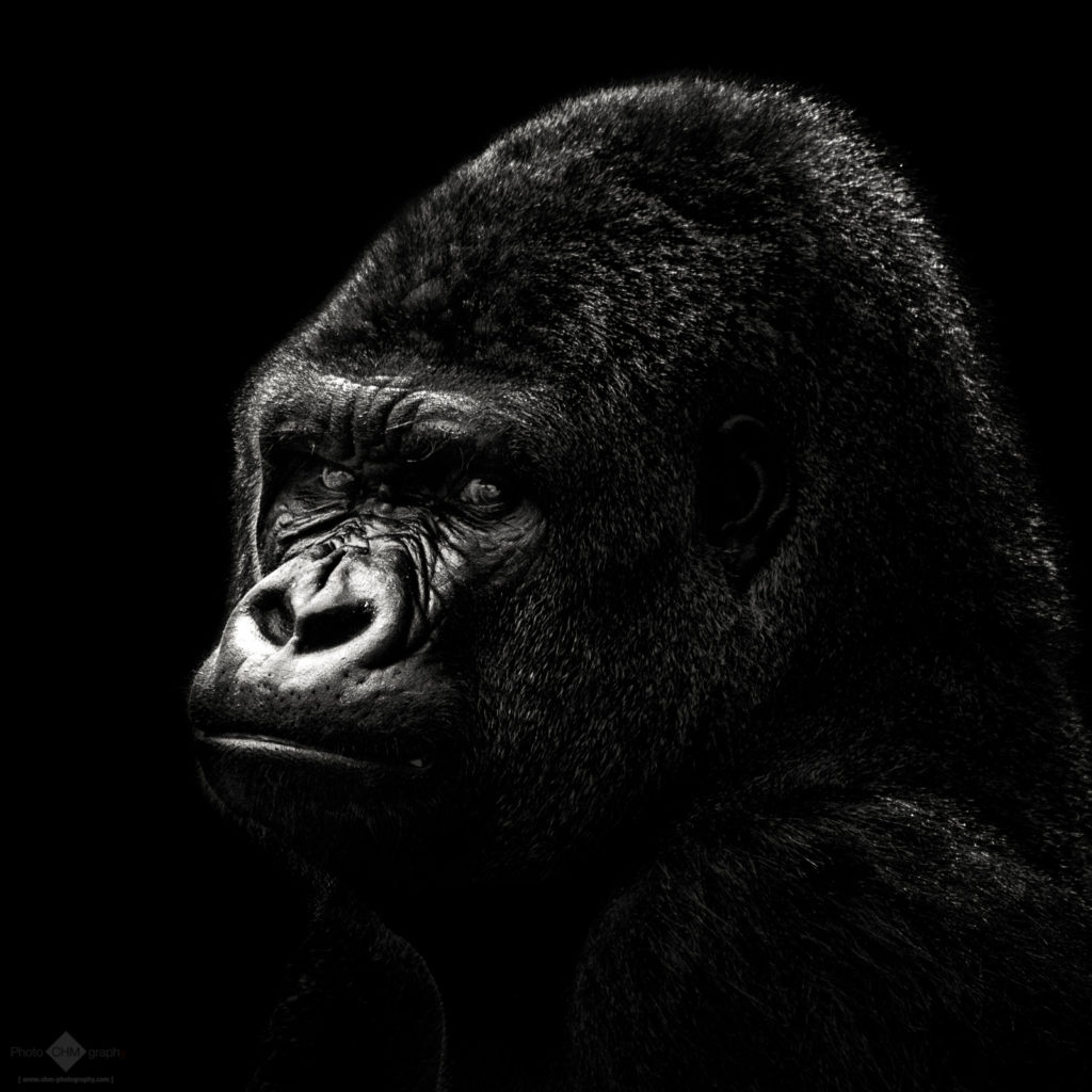Gorilla