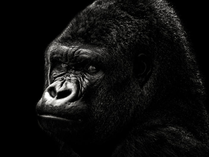 Gorilla