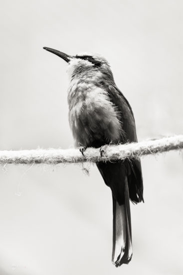 Bee-Eater