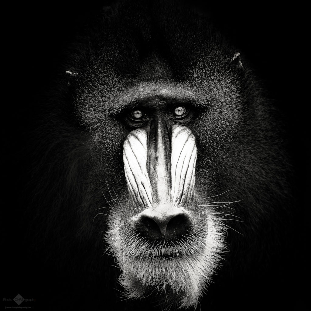 Mandrill