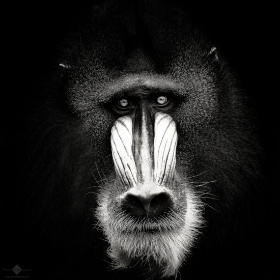 Mandrill