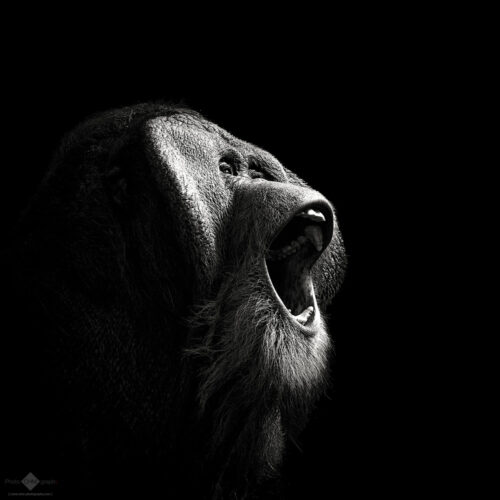 Orang Utan