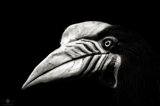 Knobbed Hornbill